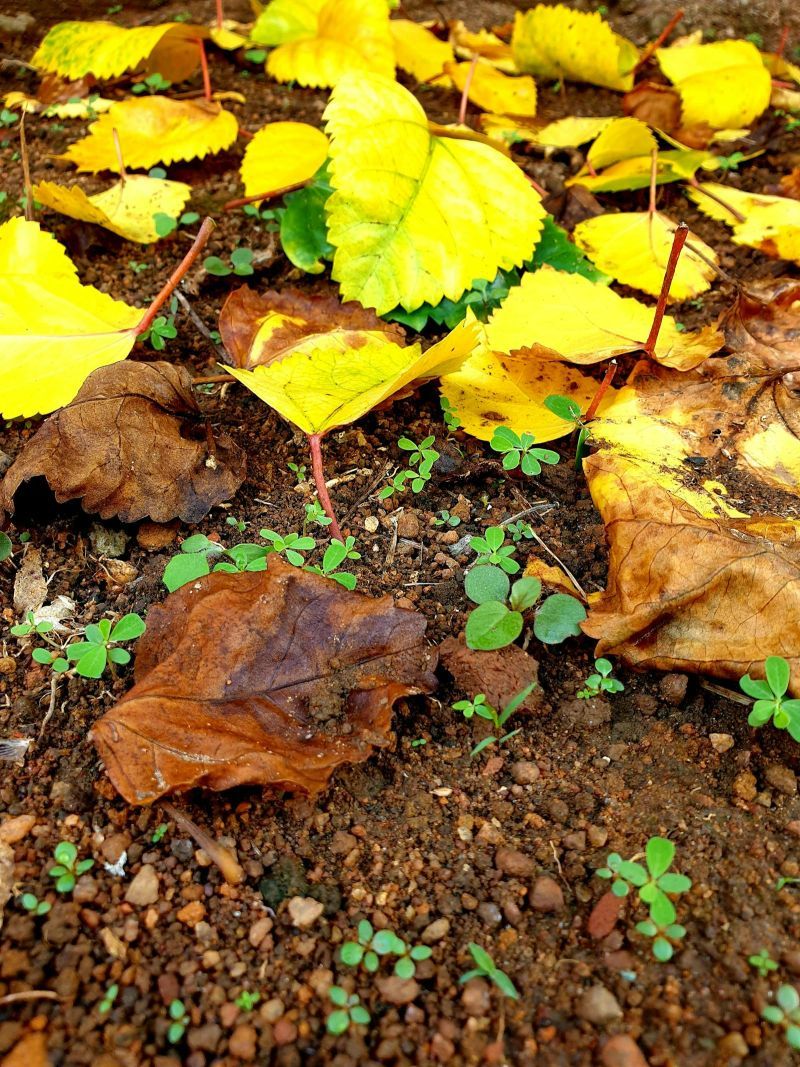 Pandemic Preparedness in Schools