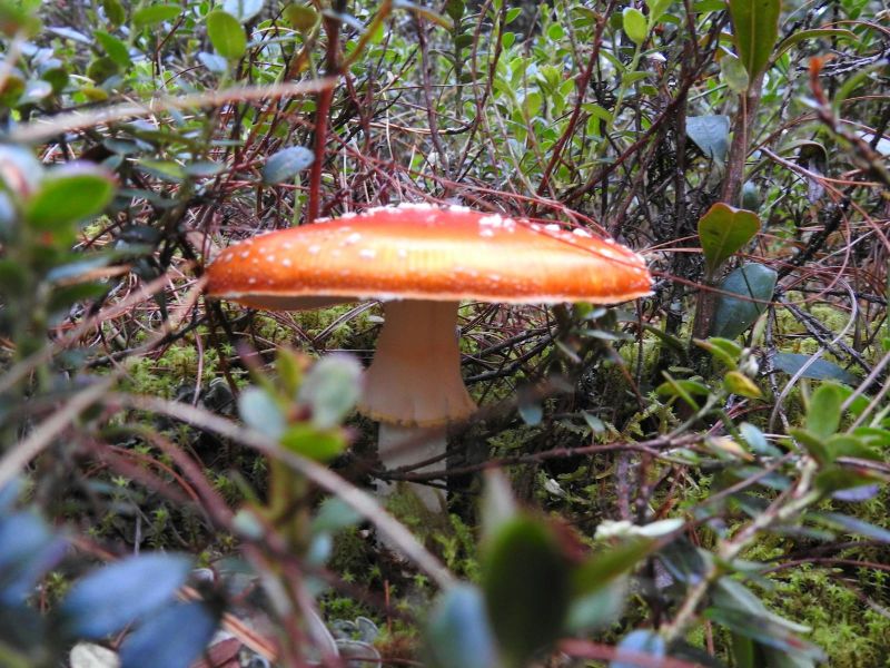 Master of Biotechnology